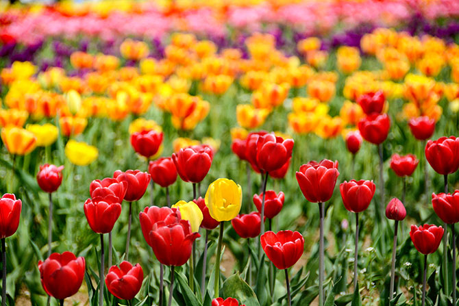 Asia's largest tulip garden in full bloom - Rediff.com India News