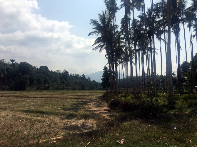 Coffee and pepper are crops of Wayanad