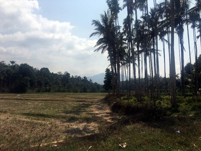 A field in Wayanad