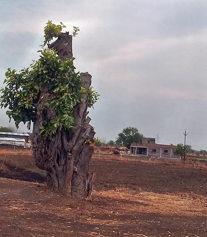 Remnants of a chopped tree on the way to Parbhani