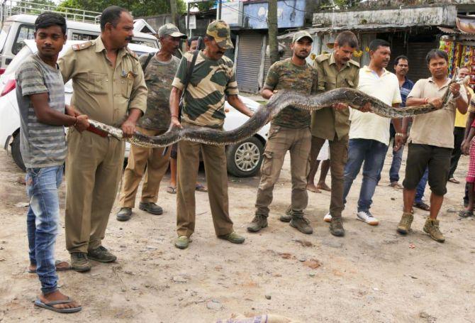 When a 14.4-ft-long python was rescued in Assam - Rediff.com India News