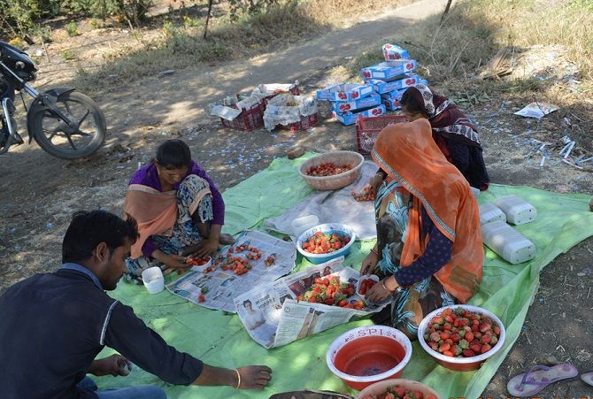 Farm workers pack strawberries at a farm in a Madhya Pradesh village. Photograph: Mahipal Soni/Rediff.com
