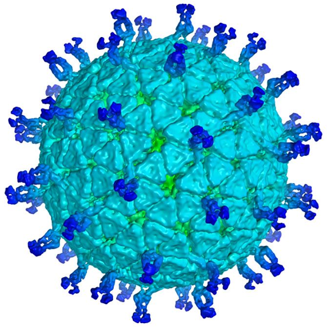 The rotavirus. Photograph: Kind courtesy National Institutes of Health