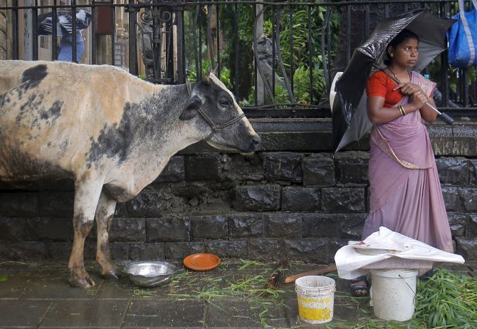 It is not an uncommon sight to see cows kept tied up on the pavements in Mumbai, for passers-by to feed them.