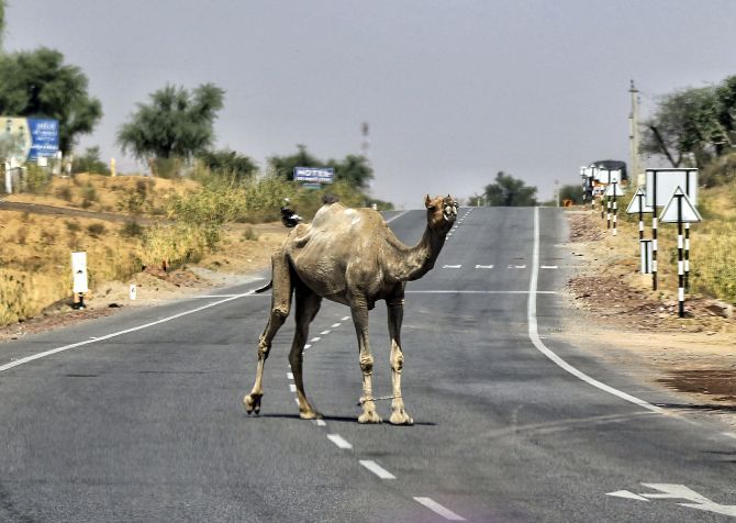 A camel stands on a road on a hot summer day in Churu. Photograph: PTI Photo