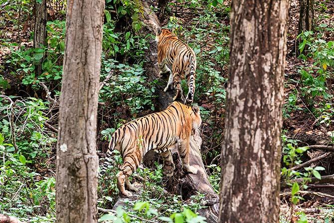 Dr Ramakanta Panda swaps the operation theatre for the jungle on weekends to pursue another love -- wildlife photography. Photograph: Kind courtesy Dr Ramakanta Panda.