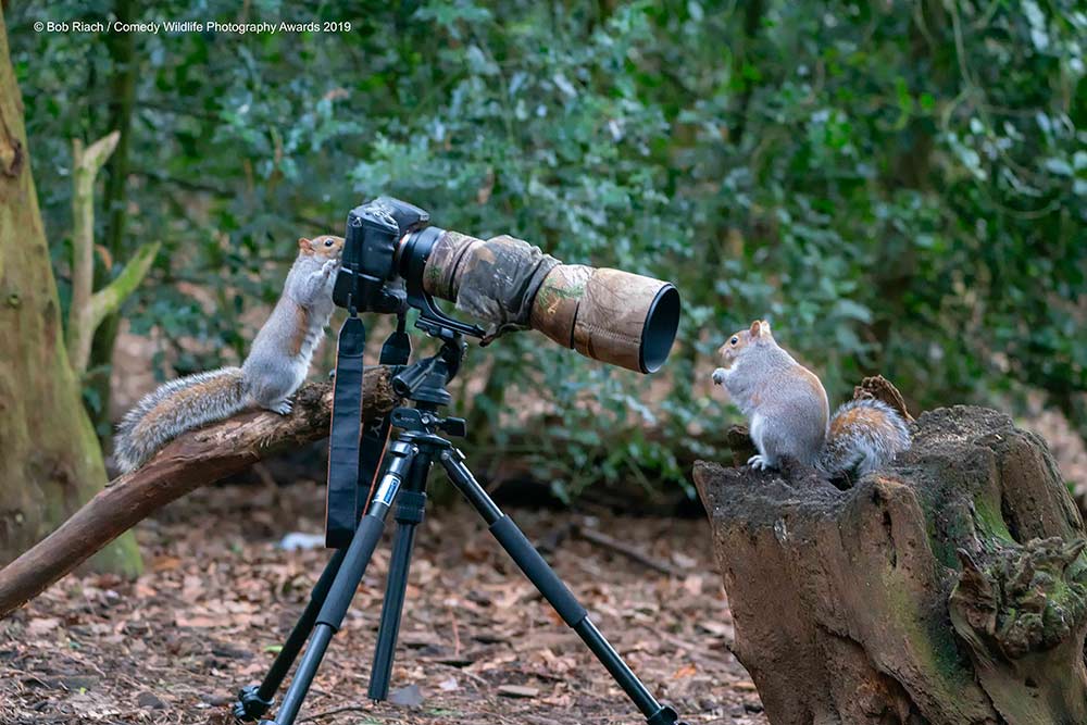 This is nature at its funniest, courtesy Comedy Wildlife Photography