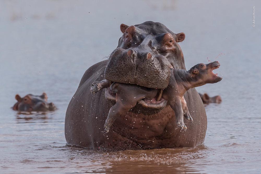 Natural History Museum Wildlife Photographer Of The Year 2025