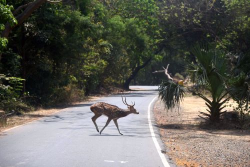 A deer crosses the road at the Borivali National Park