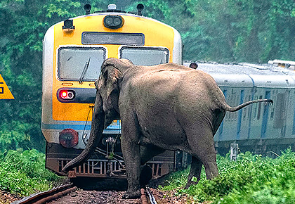 SNAPPED! When an elephant missed a train by inches - Rediff.com