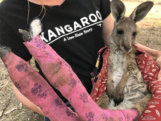 Wildlife Information, Rescue and Education Services volunteer and carer Tracy Dodd holds a kangaroo with burnt feet pads after being rescued from bushfires in Australia's Blue Mountains area