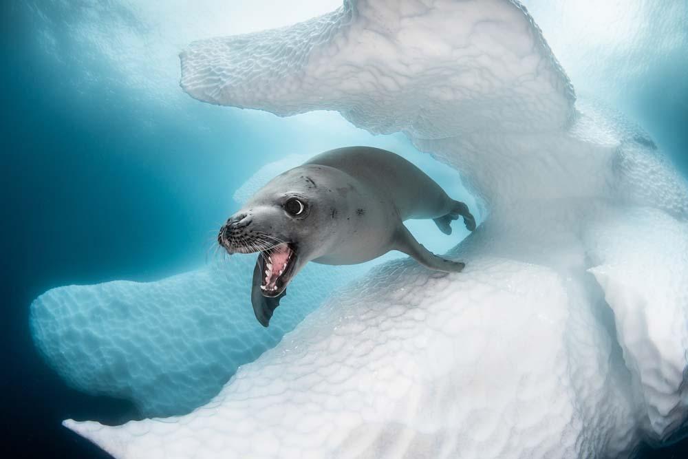 These are the best underwater photos of the year!