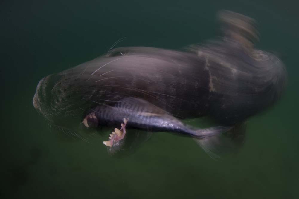 Stunning winners of this year's Ocean Art underwater photo contest