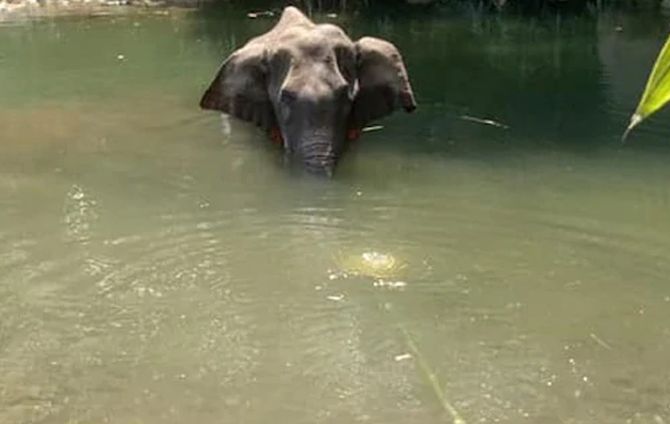 Kerala elephant death: SC hears animal rights plea