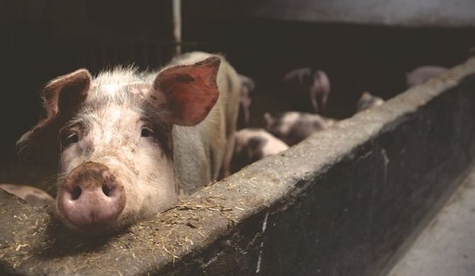Over 100 pigs die due to suspected African swine fever in Ranchi