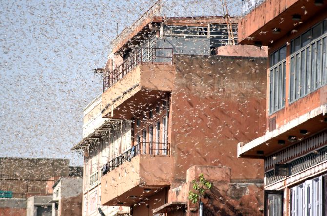 FAQ: Everything you need to know about locust attacks