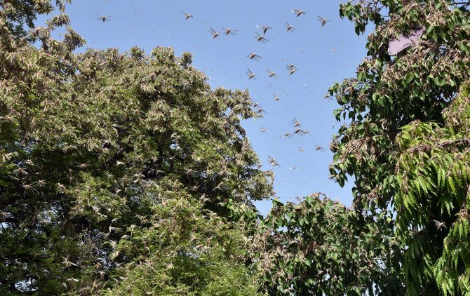 India faces its worst locust swarm in nearly 30 years - Rediff.com ...