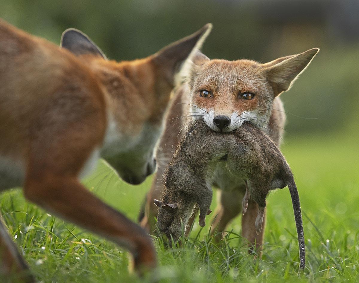 Wildlife Photographer Of The Year 2020 First Pictures Released 