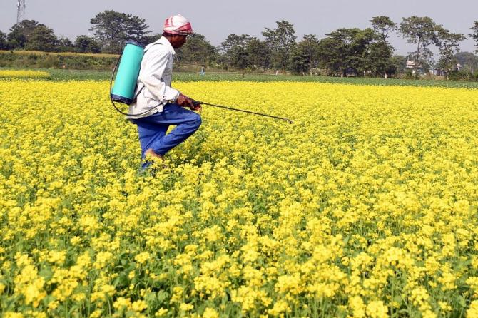 Pesticide