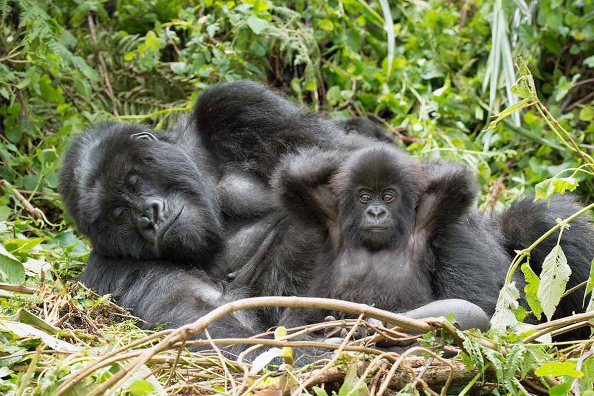 2 gorillas at US zoo test positive for COVID-19 - Rediff.com India News