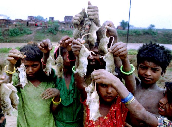 Eating rats to survive in Bihar