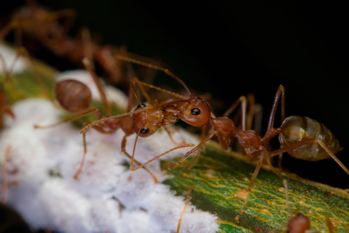 Ant attack forces people to flee Odisha village - Rediff.com India News