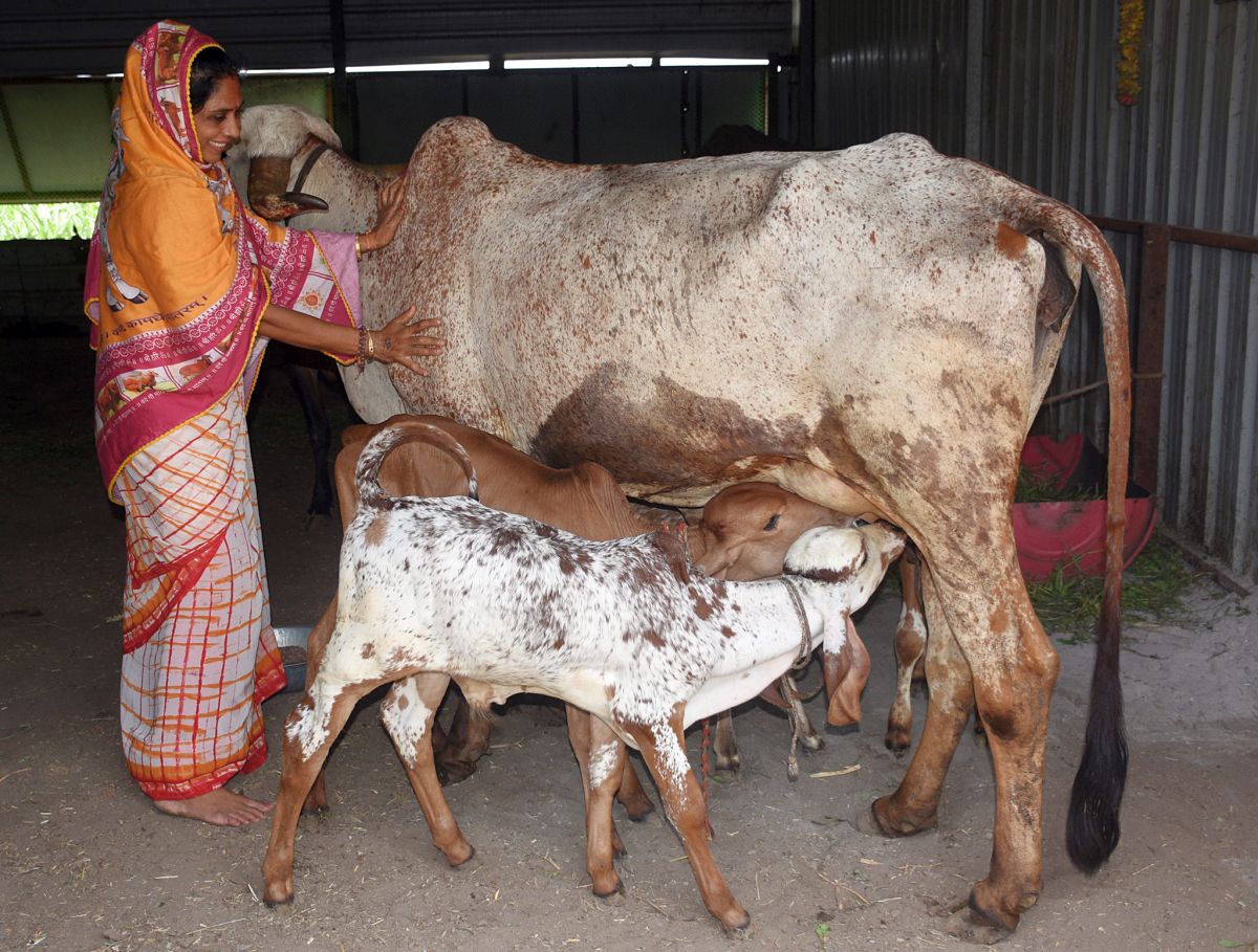 UP set to start ambulance service for cows  India News
