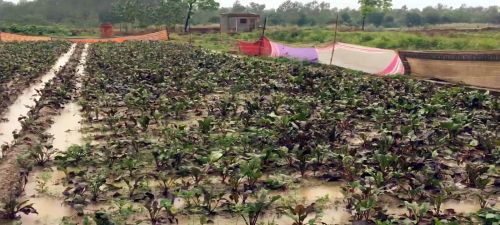 A inundated vegetable field in Moradabad