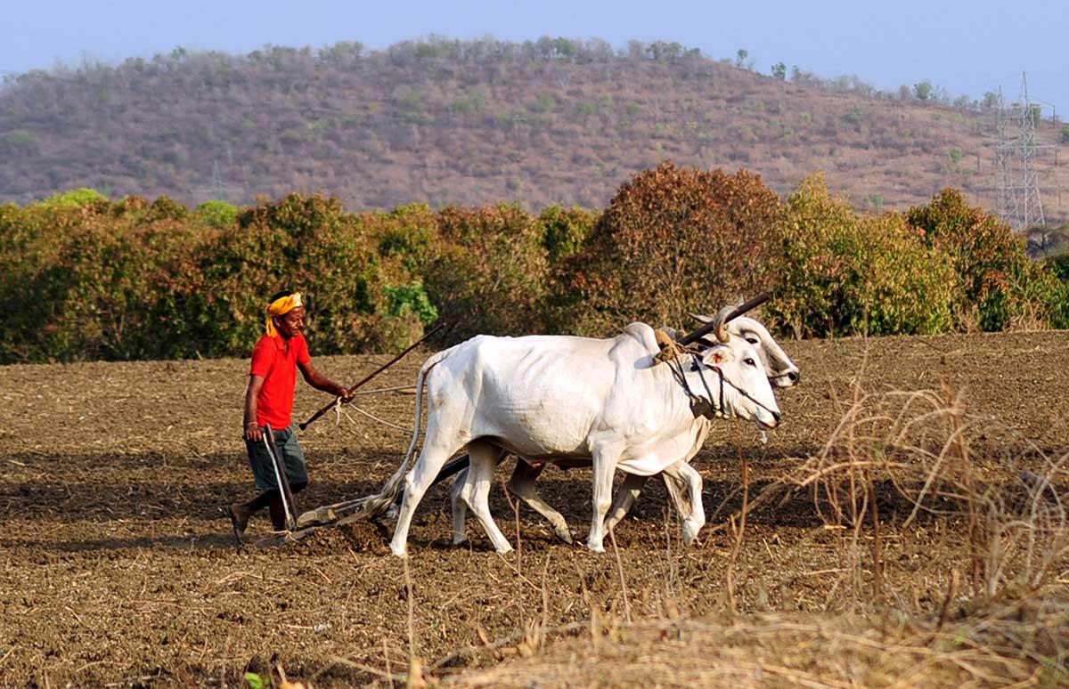 Farmer