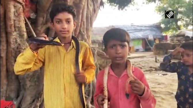 In this UP village, children play with deadly snakes!