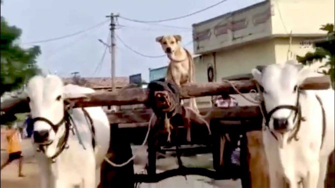 The dog who drives a bullock cart
