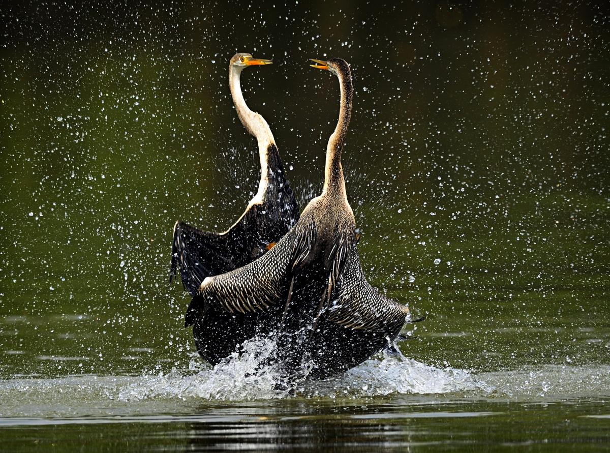 India's First Woman Wildlife Photographer