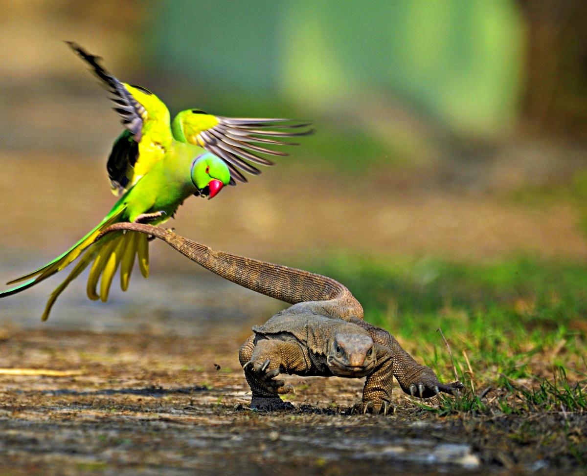 Rathika Ramaswamy, India's First Woman Wildlife Photographer - Rediff ...