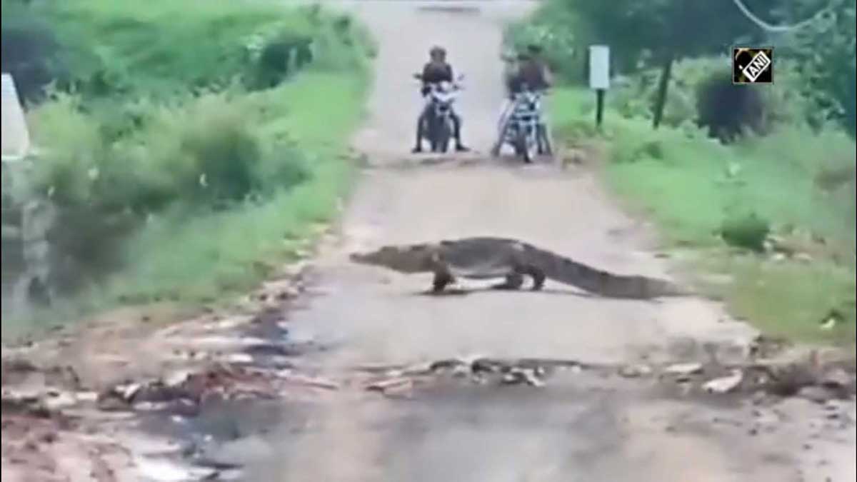 Crocodiles roam the streets of Vadodara