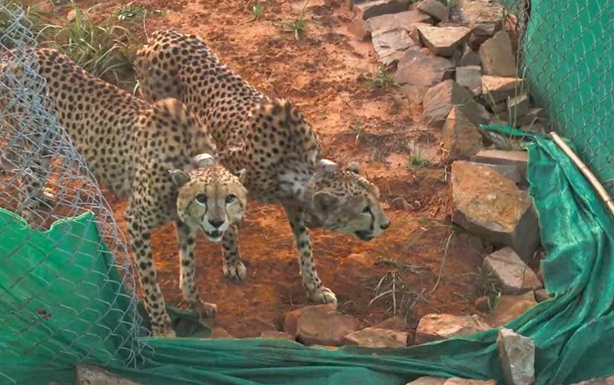 Cheetah safari in Kuno will start from Feb: MP CM  India News