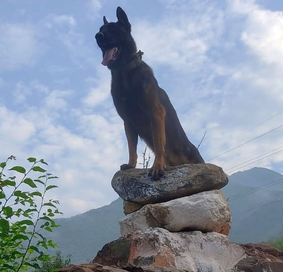 Army dog Zoom features on list of gallantry awards