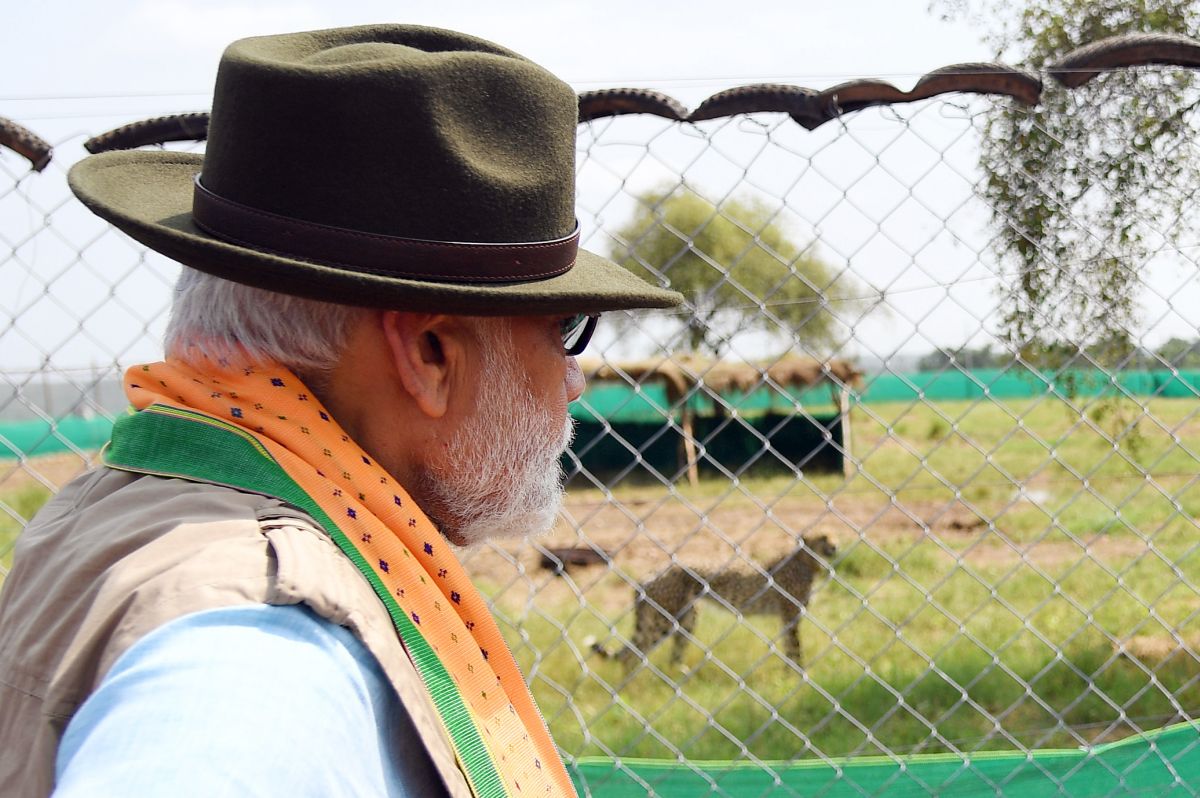 A cheetah looking contemplative amidst a backdrop of government affairs.