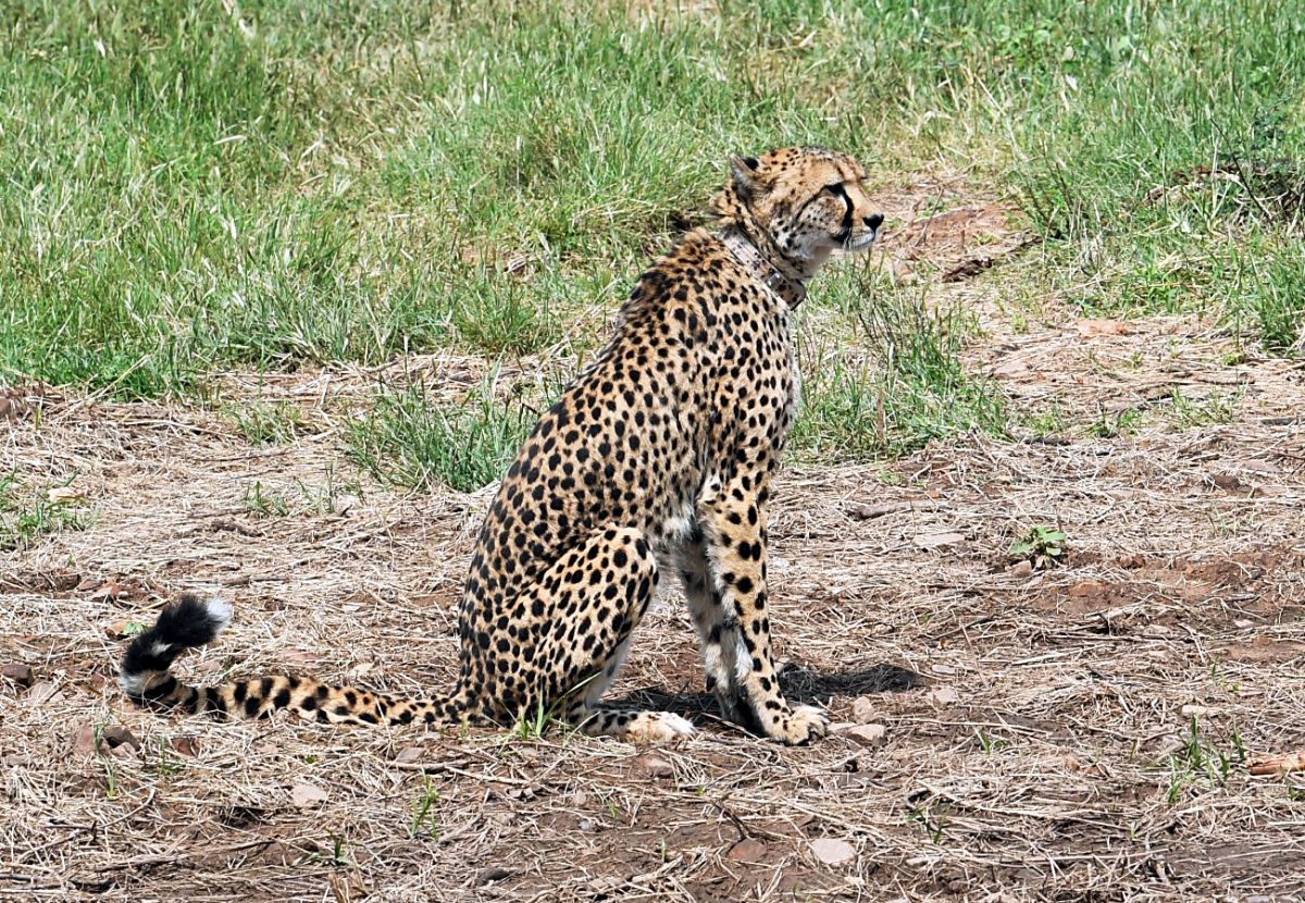 Two cheetahs shifted to larger enclosure in Kuno park