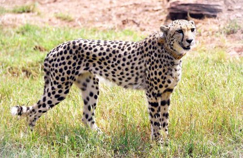 One of the cheetahs brought from Namibia