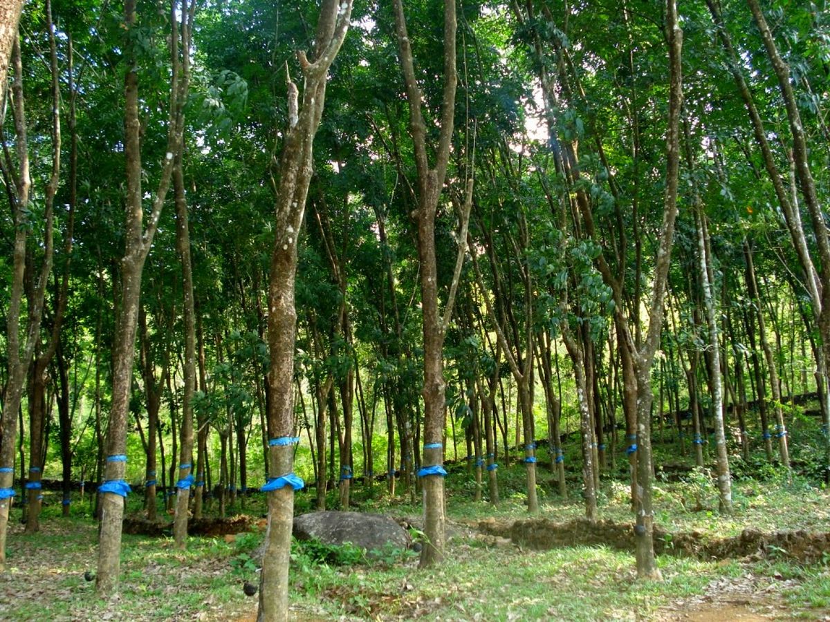 01rubber Plantation Kerala 