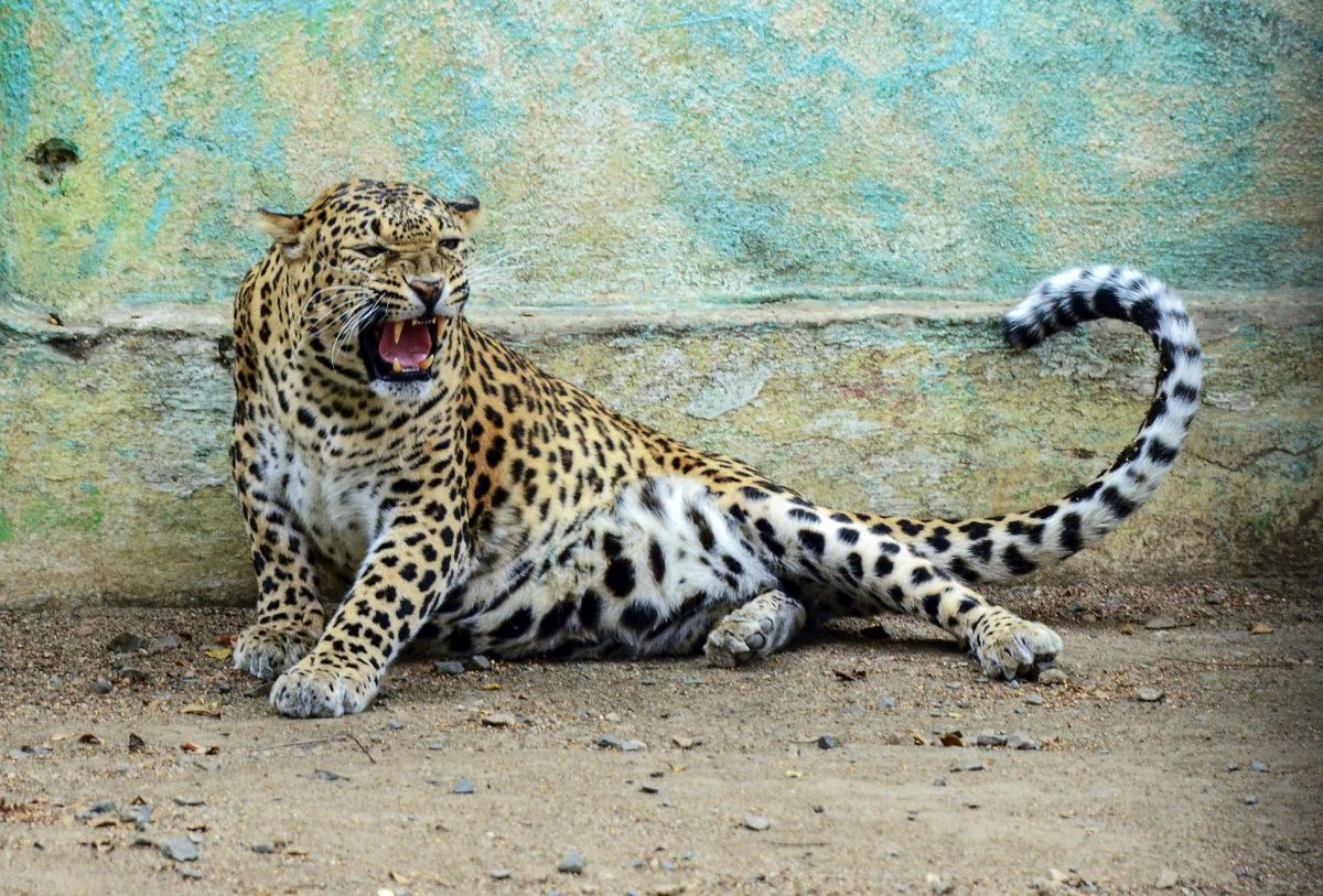 Leopard that terrorised Bengaluru for 5 days shot dead - Rediff.com