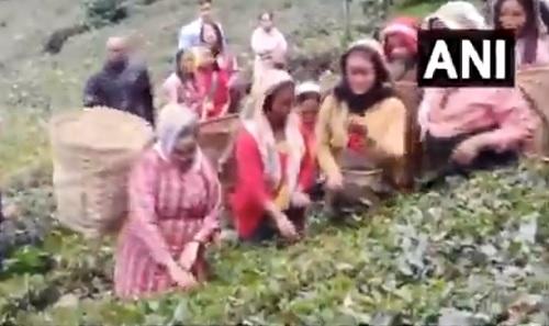 CM Mamata Banerjee (left) plucks tea leaves in a Bengal's plantation/ANI on X