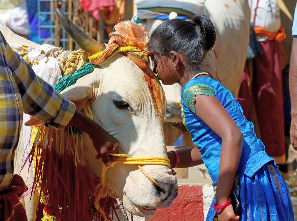 Celebrate 'Cow Hug Day' on Feb 14: Animal Welfare Board  India  News