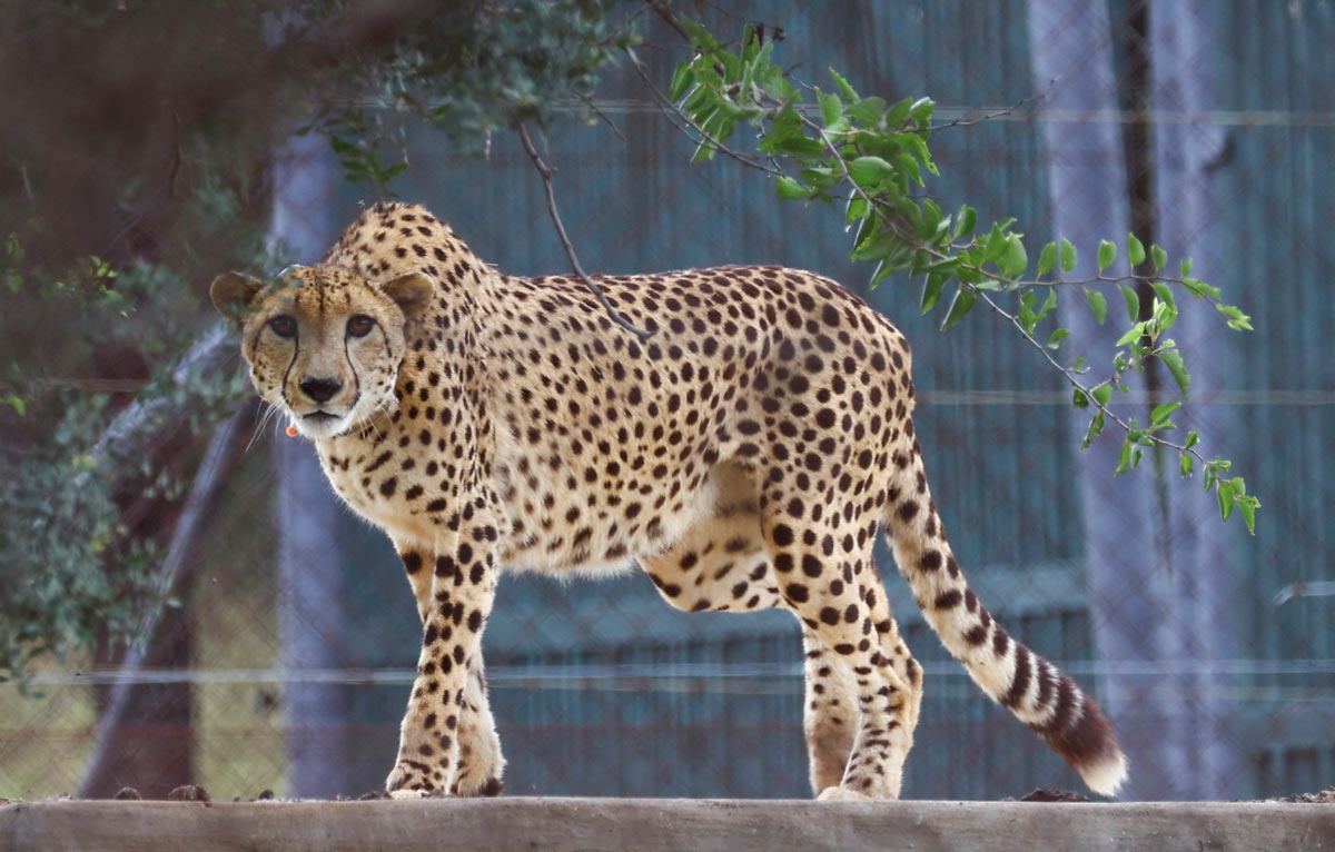 Don't make shifting cheetahs a prestige issue: SC