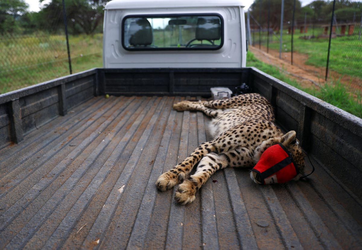 Cheetah deaths: Worst still to come, says expert