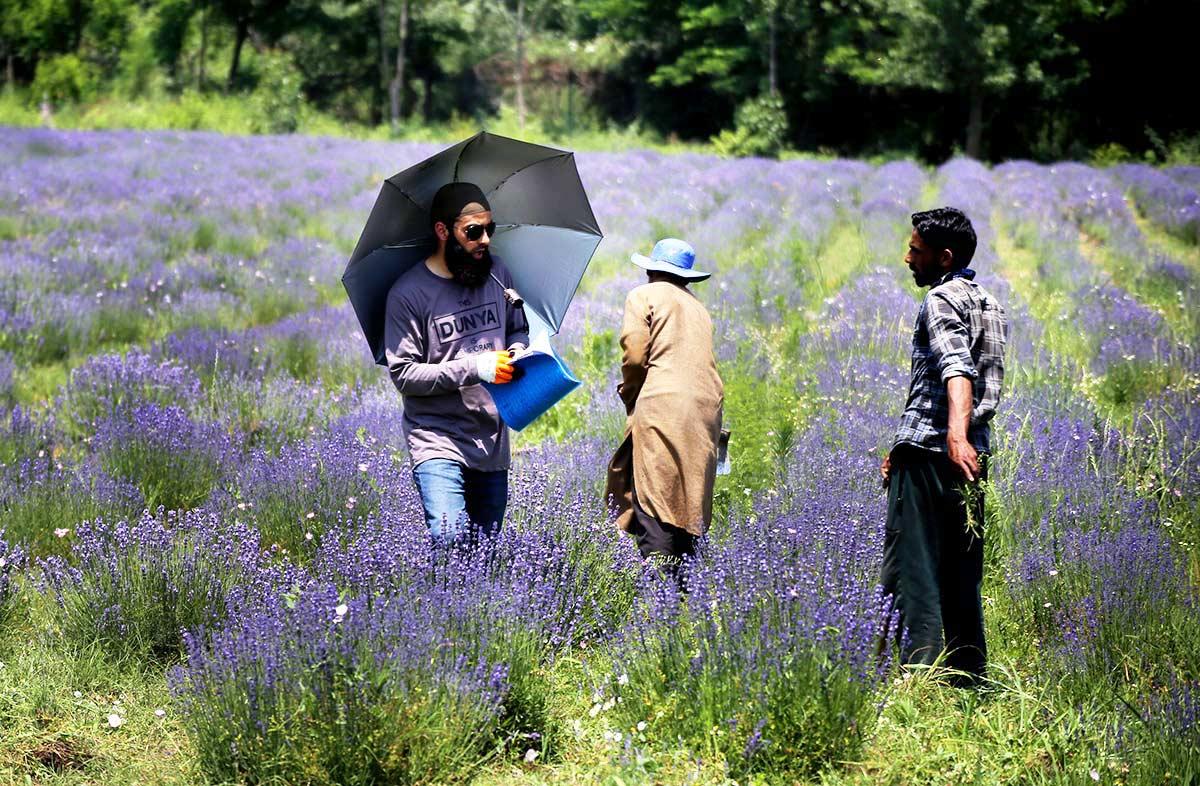 The Gorgeous Lavender Fields Of Kashmir Valley - Rediff.com India News