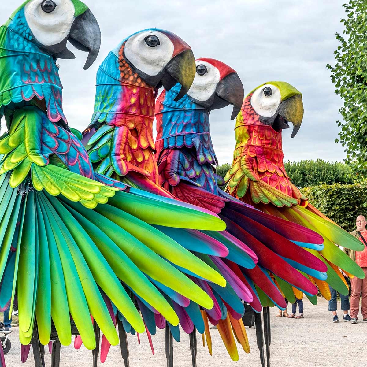 What Are These Giant Parrots Doing?