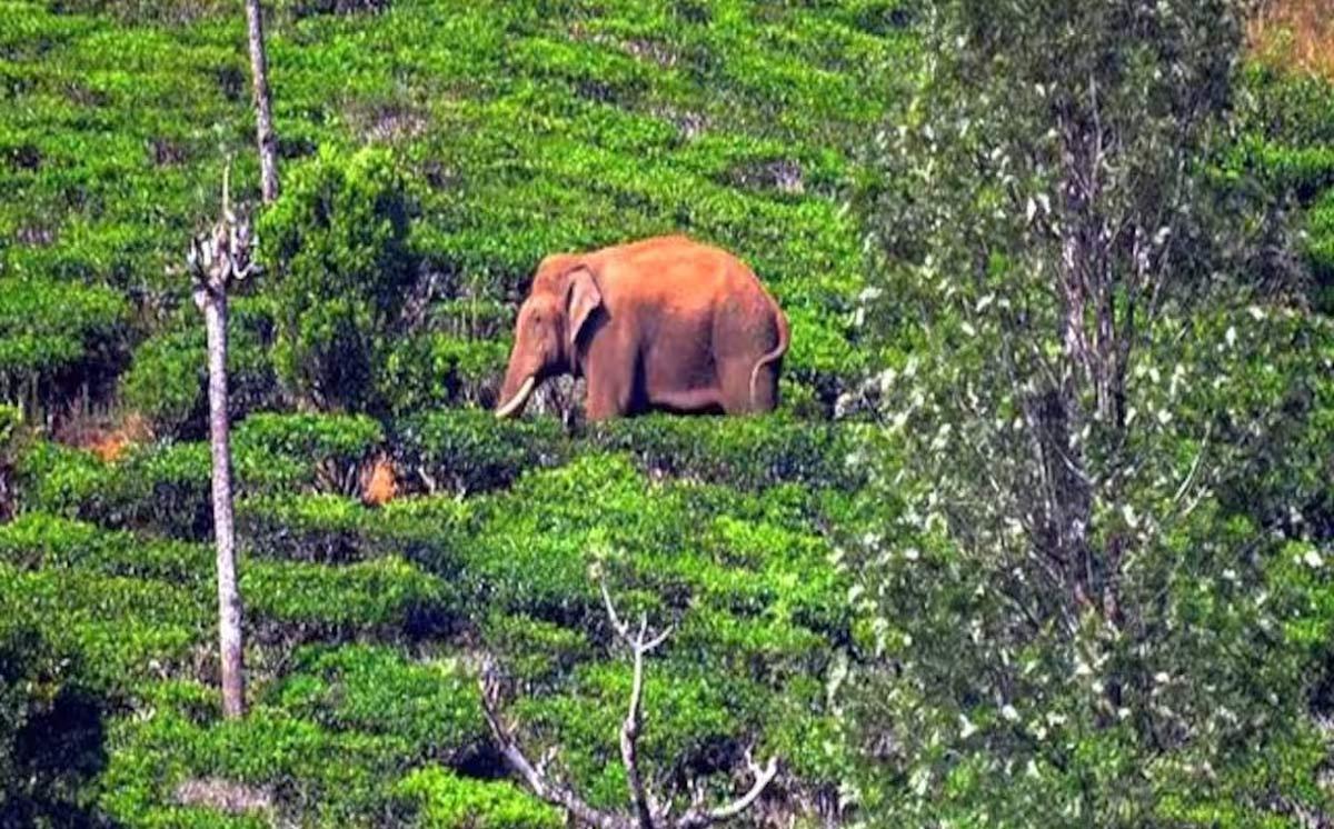 Arikomban: The Elephant Who's A TV & SM Star - Rediff.com India News