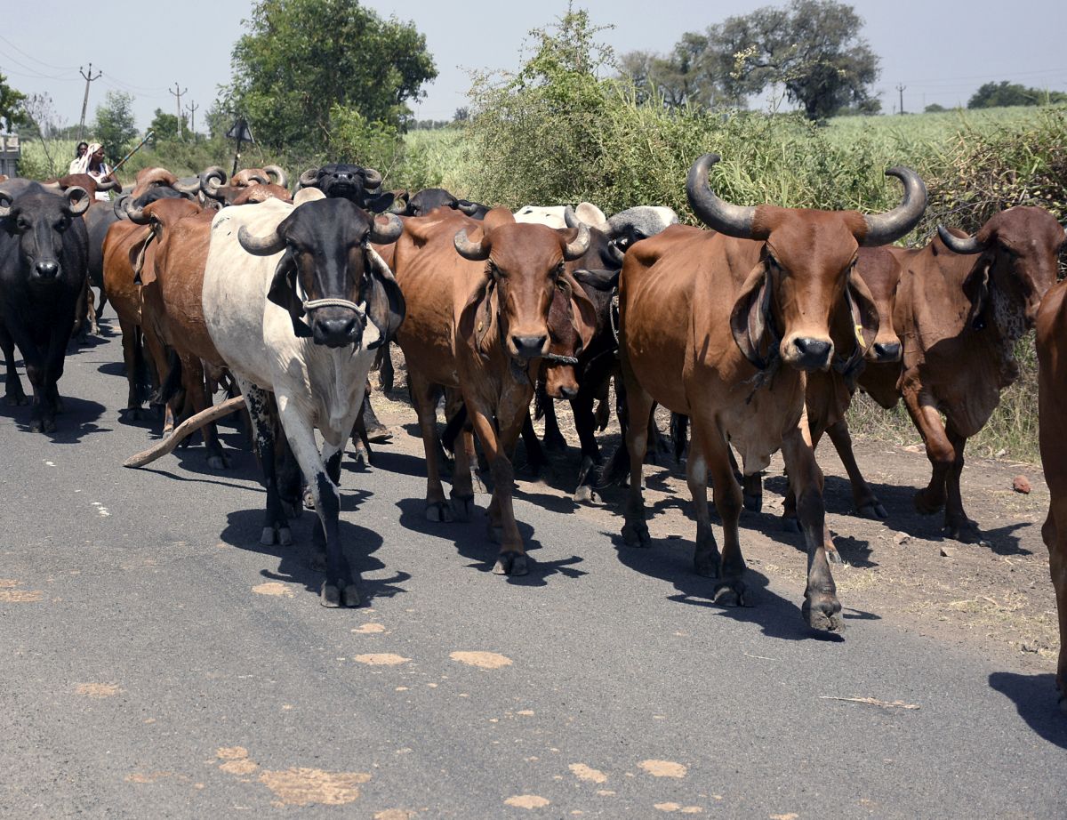 Maha: Man lynched on suspicion of transporting beef