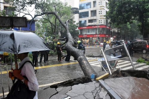 A tree blocks a road in Thane